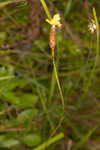 Richard's yelloweyed grass